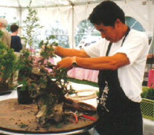 Tak Yamaura demonstrating bonsai.